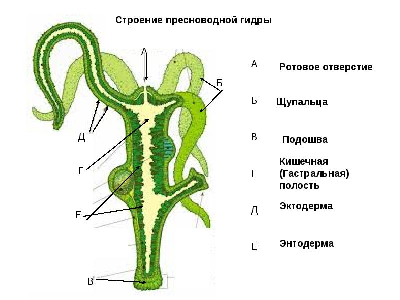 Кракен без впн