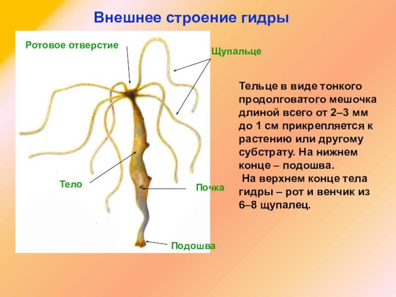 Площадка кракен kraken clear com